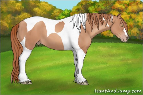 Horse Color:Gold Champagne Tobiano 