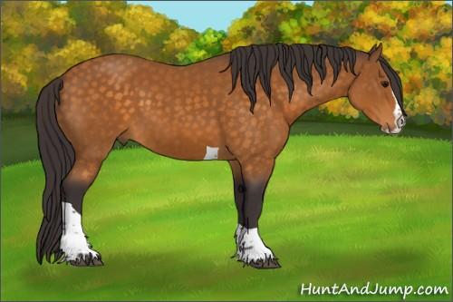 Horse Color:Buckskin Splash Tobiano 