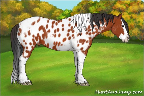 Horse Color:Bay Splash Tobiano Appaloosa 