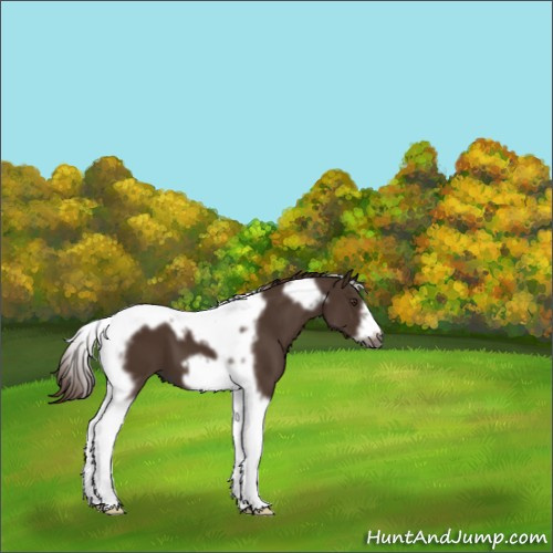 Horse Color:Liver Chestnut Tobiano Frame 