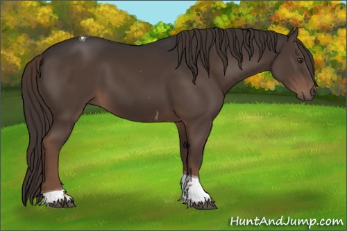 Horse Color:Liver Chestnut Tobiano 