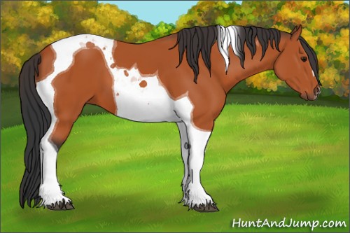 Horse Color:Bay Tobiano 