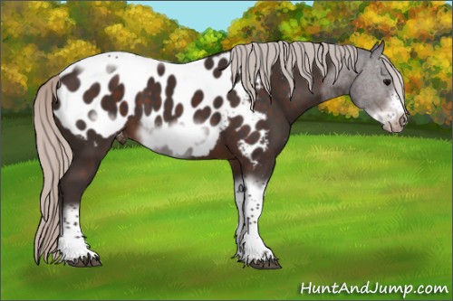 Horse Color:Silver Brown Sabino Tobiano Frame Appaloosa 