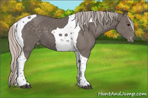 Horse Color:Silver Black Tobiano Appaloosa 