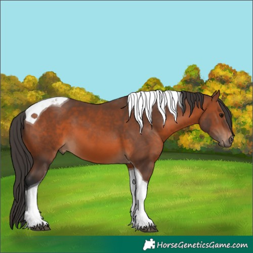 Horse Color:Bay Tobiano 