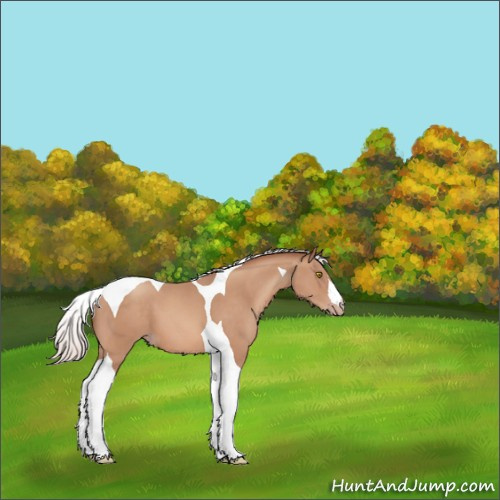 Horse Color:Silver Sable Champagne Tobiano 