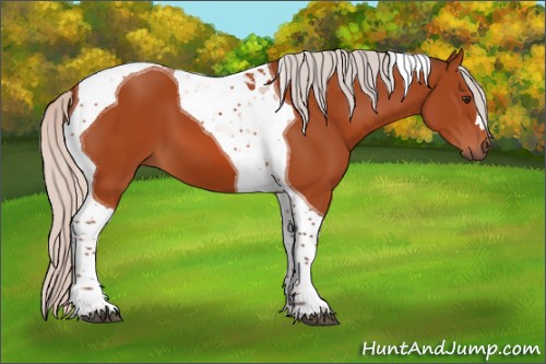 Horse Color:Silver Brown Tobiano 