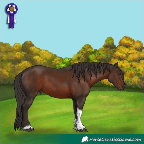 Horse Color:Liver Chestnut Tobiano 