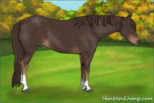 Horse Color:Liver Chestnut Tobiano 