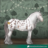 Horse Color:Chocolate Brown Appaloosa and Chocolate Brown Appaloosa