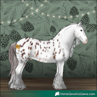 Horse Color:Chocolate Brown Appaloosa and Chocolate Brown Appaloosa
