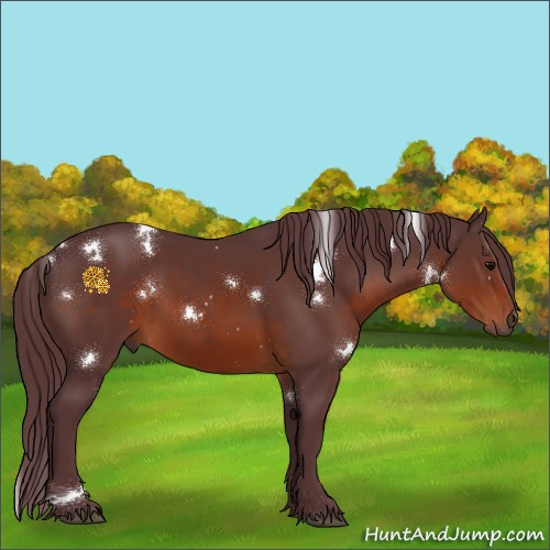 Horse Color:White Spotted Chocolate Brown Rabicano 