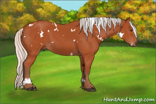 Horse Color:White Spotted Silver Bay Sabino Rabicano 