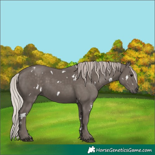 Horse Color:White Spotted Silver Black 