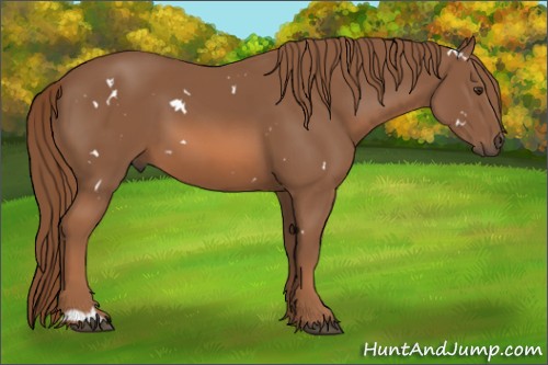 Horse Color:White Spotted Chestnut 