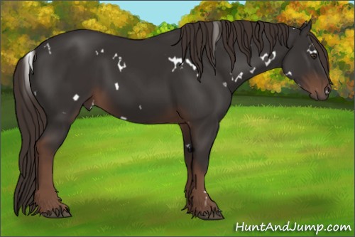Horse Color:White Spotted Liver Chestnut 