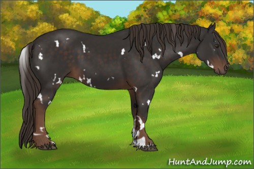Horse Color:White Spotted Liver Chestnut 