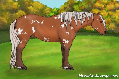 Horse Color:White Spotted Silver Bay 