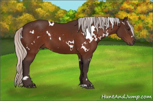 Horse Color:White Spotted Silver Bay 