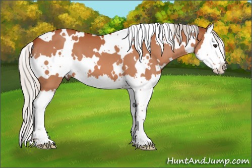Horse Color:White Spotted Silver Bay Splash 
