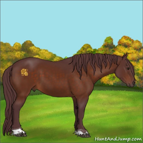Horse Color:Chocolate Brown Sabino Tobiano Rabicano 