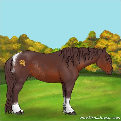 Horse Color:Chocolate Brown Tobiano Rabicano 