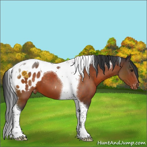 Horse Color:Bay Tobiano Appaloosa 