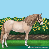 Horse Color:Gold Champagne Pearl Rabicano and Gold Champagne Pearl Rabicano