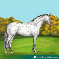 Horse Color:Brown Dun Near Leopard 