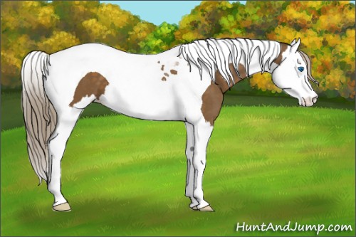 Horse Color:Chocolate Palomino Splash Tobiano 