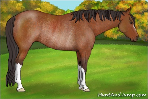 Horse Color:Buckskin Rabicano 