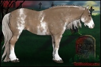 Horse Color:White Spotted Chocolate Palomino