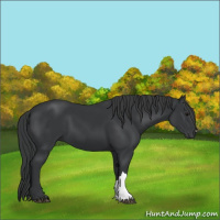 Horse Color:Black 