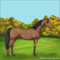 Horse Color:Bay 