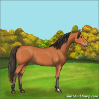 Horse Color:Bay 