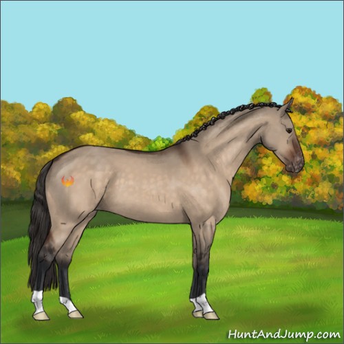Horse Color:Brown Dun Appaloosa
