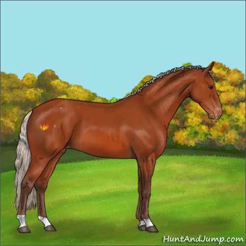 Horse Color:Silver Bay Appaloosa 