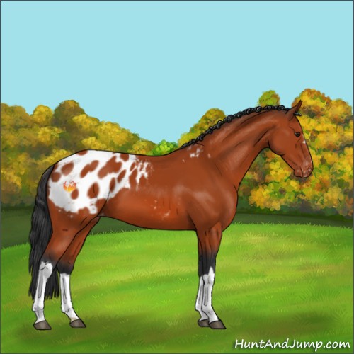 Horse Color:Bay Appaloosa 