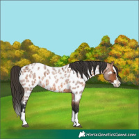 Horse Color:Bay Roan Splash Near Leopard 