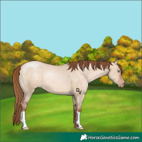 Horse Color:Brown Pearl Dun 
