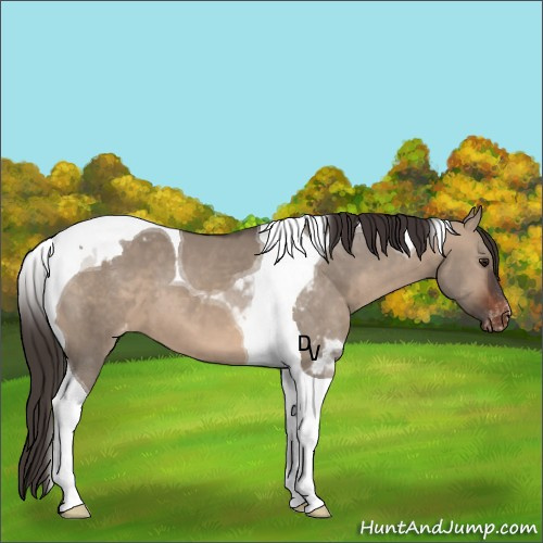 Horse Color:Brown Dun Tobiano Varnish