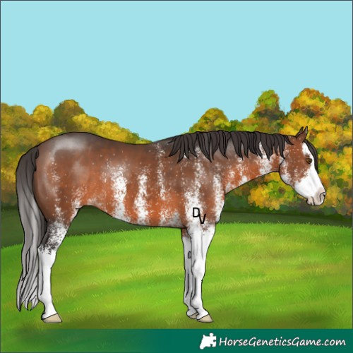 Horse Color:White Spotted Brown Splash 