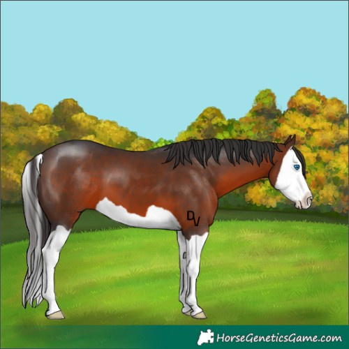 Horse Color:Brown Splash 