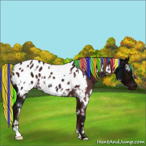 Horse Color:Painted White Spotted Midnight Liver Chestnut Appaloosa Rabicano