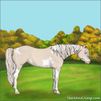 Horse Color:Cremello Tobiano 