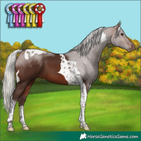 Horse Color:Silver Brown Tobiano 