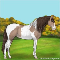 Horse Color:Classic Champagne Sabino Tobiano Appaloosa 