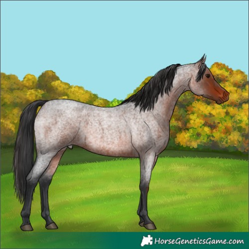 Horse Color:Brown Roan 