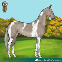 Horse Color:Silver Grullo Tobiano