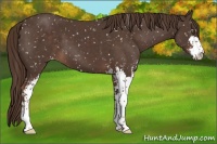 Horse Color:Liver Chestnut Sabino Snowflake Varnish 